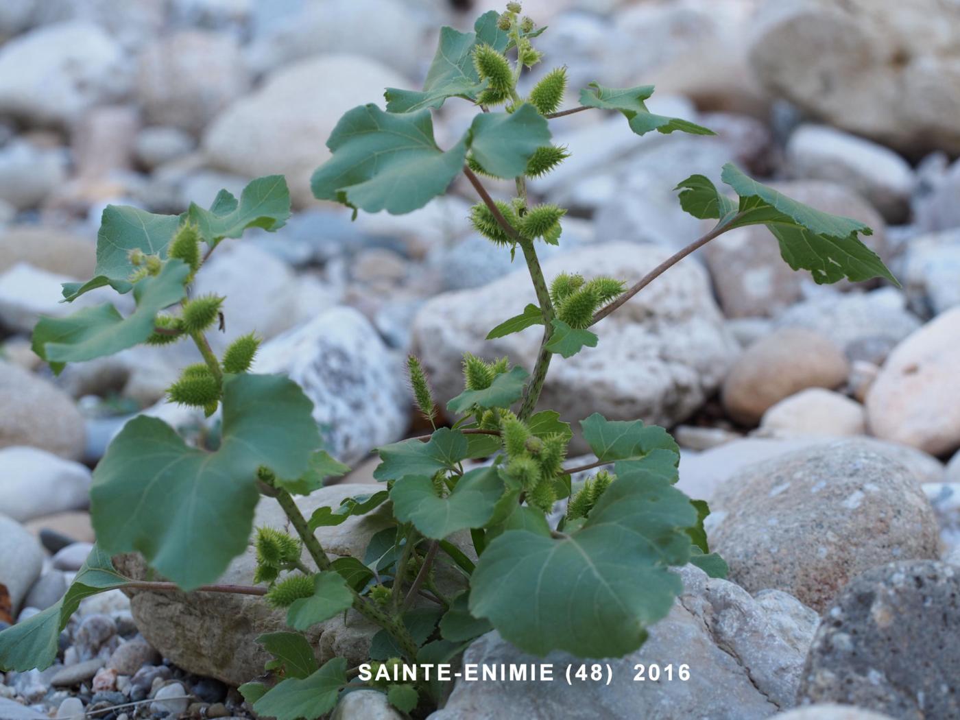 Burweed, Italian plant